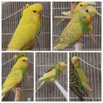 5 jonge grasparkieten., Dieren en Toebehoren, Vogels | Parkieten en Papegaaien, Meerdere dieren, Parkiet
