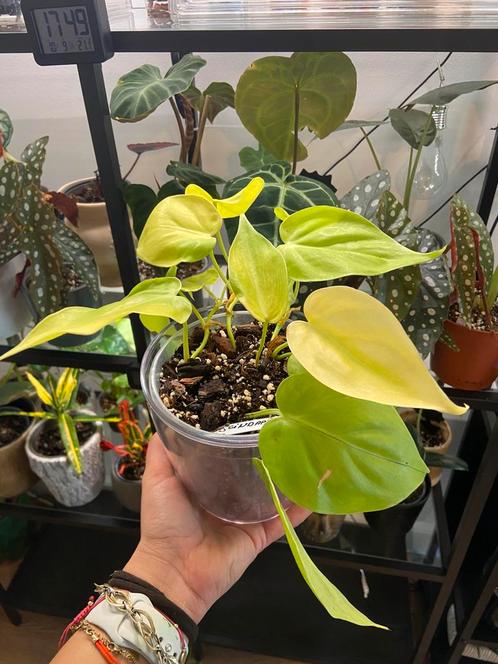 Scindapsus Lemon Lime – kamerplant, Huis en Inrichting, Kamerplanten, Ophalen
