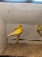 3 gele kanariemannetjes, Dieren en Toebehoren, Mannelijk, Zangkanarie