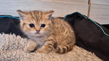 Brits korthaar kitten beschikbaar voor biedingen