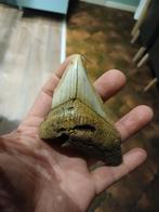 Dent fossile de mégalodon, Enlèvement ou Envoi