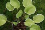 Jonge hosta's speciale soorten !!!KOOPJE!!!, Jardin & Terrasse, Plantes | Jardin, Enlèvement ou Envoi, Plante fixe