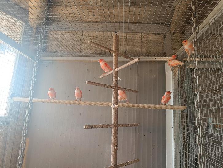 vogels, Animaux & Accessoires, Oiseaux | Canaris, Canari de couleur, Plusieurs animaux