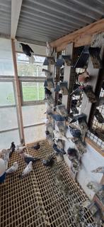 Hoogvlieger duiven, Dieren en Toebehoren, Vogels | Duiven, Meerdere dieren, Tuimelaar of Roller