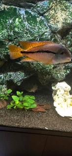 Amerikaanse cichlide gele moga, Dieren en Toebehoren, Vissen | Aquariumvissen