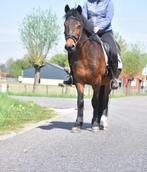 Superbrave, grote D-pony met een gouden karakter., Gechipt, B, Ruin, 7 tot 10 jaar