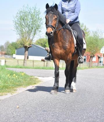 Superbrave, grote D-pony met een gouden karakter. beschikbaar voor biedingen