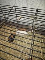 Verschillende cavia´s 4 weken oud., Dieren en Toebehoren, Knaagdieren, Januari, Meerdere dieren, Cavia