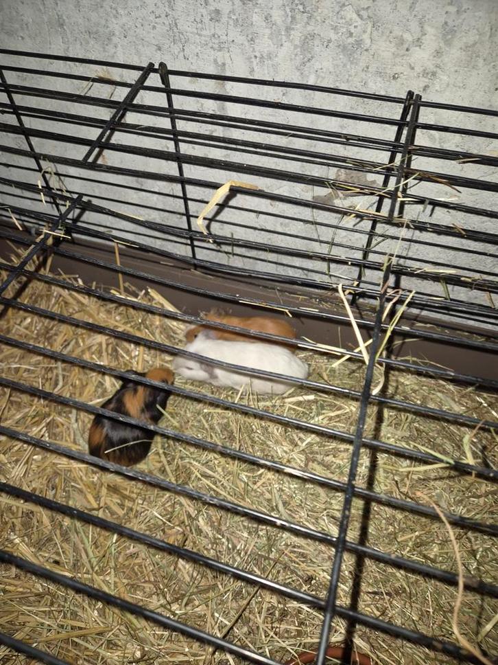 Verschillende cavia´s 4 weken oud., Dieren en Toebehoren, Knaagdieren, Meerdere dieren, Cavia, Januari