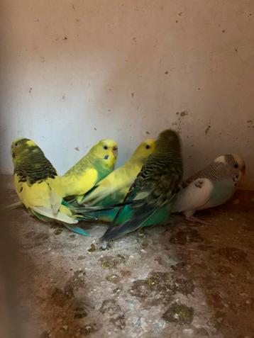 Grasparkieten te koop beschikbaar voor biedingen