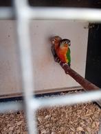 Partij pyrhurra's '22 & '24, Dieren en Toebehoren