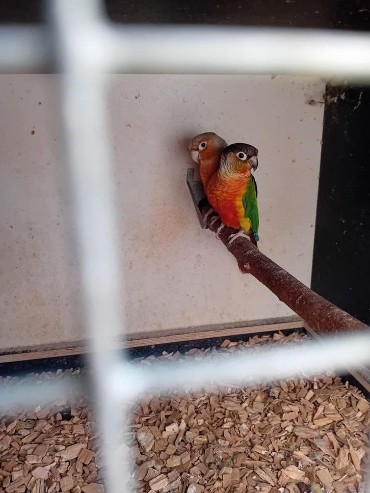 Partij pyrhurra's '22 & '24, Dieren en Toebehoren, Vogels | Parkieten en Papegaaien