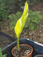 Canna Stuttgart & Canna Tenerife, Tuin en Terras, Planten | Tuinplanten, Ophalen, Vaste plant, Halfschaduw