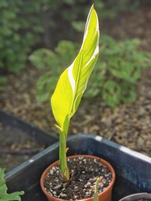 Canna Stuttgart & Canna Tenerife, Tuin en Terras, Planten | Tuinplanten, Vaste plant, Halfschaduw, Ophalen