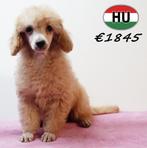 Dwergpoedel - lieve pups te koop, Dieren en Toebehoren, Honden | Chihuahua's en Gezelschapshonden, Poedel, 15 weken tot 1 jaar