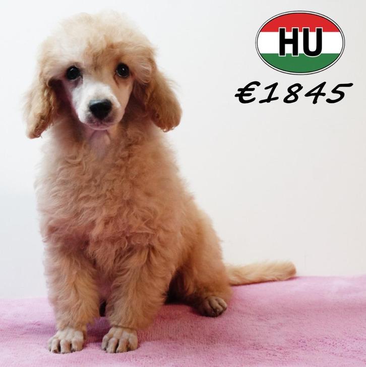 Dwergpoedel - lieve pups te koop, Dieren en Toebehoren, Honden | Chihuahua's en Gezelschapshonden, Meerdere dieren, Poedel, Handelaar