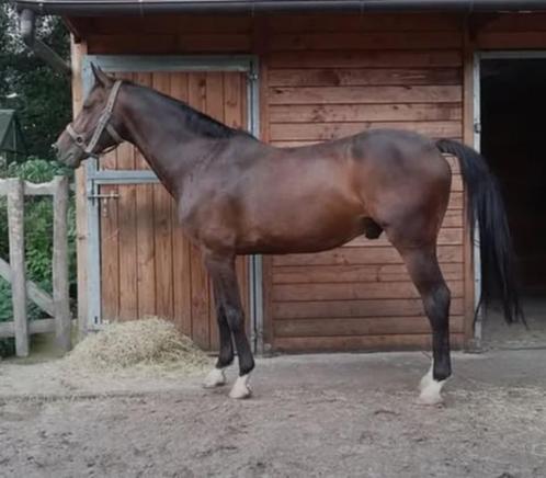 13 jarige ruin van Contendro, Dieren en Toebehoren, Paarden, Ruin, L, 11 jaar of ouder