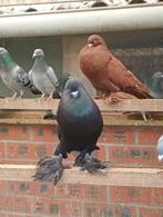 Gentse Kropper Koppel, Meerdere dieren, Kropper