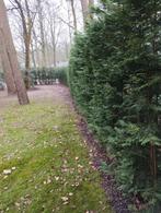 60 meter Leylandii haagboompjes, Tuin en Terras, Ophalen, Conifeer, Haag, 100 tot 250 cm