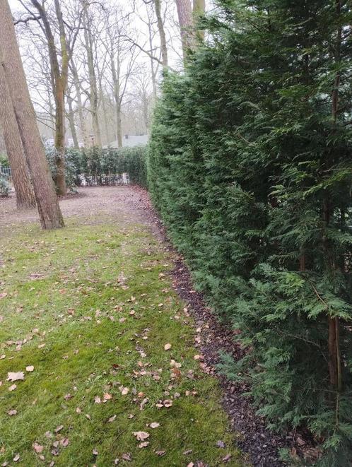 60 meter Leylandii haagboompjes, Tuin en Terras, Planten | Struiken en Hagen, Haag, Conifeer, 100 tot 250 cm, Ophalen