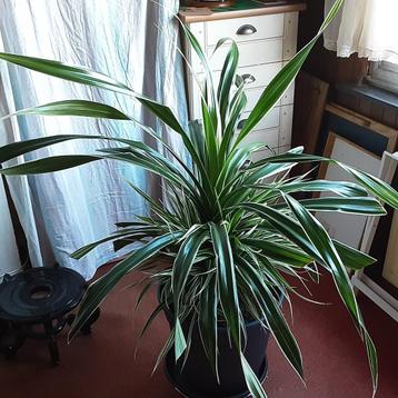 Heel groot zeer mooi kamerplant Schroefpalm Pandanus Veitchi beschikbaar voor biedingen