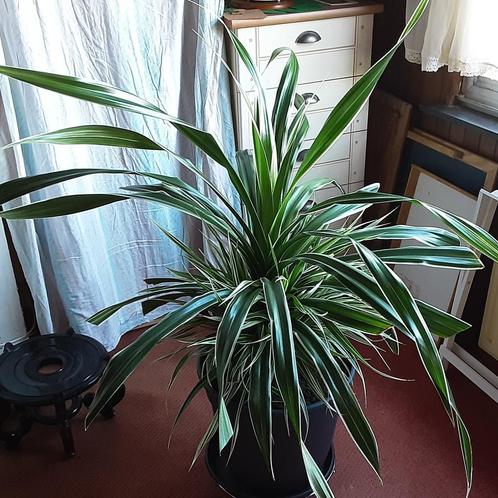 Heel groot zeer mooi kamerplant Schroefpalm Pandanus Veitchi, Huis en Inrichting, Kamerplanten, Palm, Groene kamerplant, In pot