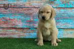 labrador pup, blonde reu, beide ouders zijn hier aanwezig, Dieren en Toebehoren, Honden | Retrievers, Spaniëls en Waterhonden