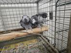 Koppel grijze roodstaarten te koop, Dieren en Toebehoren, Vogels | Parkieten en Papegaaien, Meerdere dieren, Papegaai, Pratend