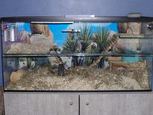2 gerbils met toebehoren, Dieren en Toebehoren, Knaagdieren, Vrouwelijk, Overige typen, Tam