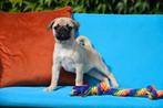 Mops pups, Dieren en Toebehoren, België, Overige rassen, CDV (hondenziekte), 8 tot 15 weken