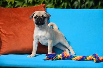 Mops pups beschikbaar voor biedingen