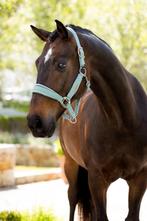 LeMieux Versailles Halster Velvet Aqua Cob SALE -25%!, Dieren en Toebehoren, Ophalen of Verzenden, Nieuw, Overige soorten