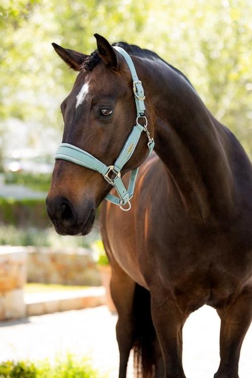 LeMieux Versailles Halster Velvet Aqua Cob SALE -25%!, Dieren en Toebehoren, Paarden en Pony's | Hoofdstellen en Tuigage, Nieuw
