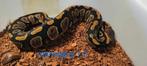 ball python 1.0 mahogany, Dieren en Toebehoren, Slang, Tam, 0 tot 2 jaar