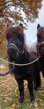 Grote maat shetlander ruin 3 jaar, weidemaatje, Dieren en Toebehoren, Paarden, Ruin, Onbeleerd, Minder dan 160 cm, Gechipt