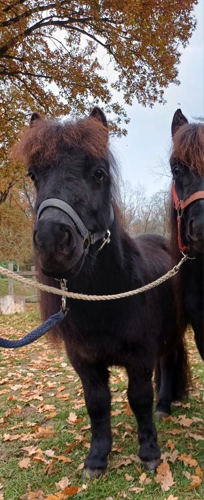 Grote maat shetlander ruin 3 jaar, weidemaatje, Dieren en Toebehoren, Paarden, Ruin, Onbeleerd, Minder dan 160 cm, Met stamboom
