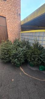 Gratis 20 stuks kerstbomen met wortel  in de pot, Tuin en Terras, Ophalen, Gebruikt