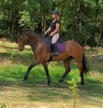 Kwpn springpaard met goede afstamming en wedstrijd ervaring!, Dieren en Toebehoren, Paarden, Springpaard, Gechipt, Ruin, L