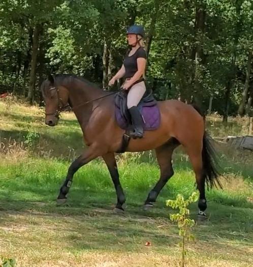Kwpn springpaard met goede afstamming en wedstrijd ervaring!, Dieren en Toebehoren, Paarden, Ruin, L, 165 tot 170 cm, 11 jaar of ouder
