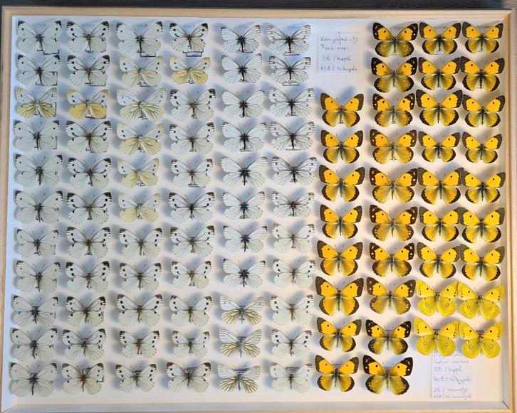 Opgezette vlinders, Collections, Collections Animaux, Comme neuf, Animal empaillé, Insecte, Enlèvement