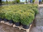 Taxus en Ilex Bollen, Ophalen of Verzenden, Taxus, Struik