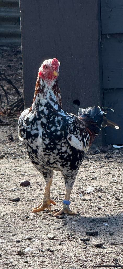 Aseel kriel Haan ,gratis 1 Hennetjes 50€, Dieren en Toebehoren, Pluimvee