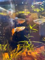 7 Nakweek guppies, Dieren en Toebehoren