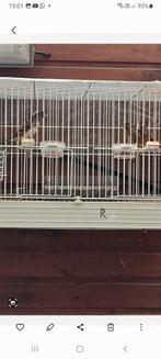 Kruisingen distelvink x kanarie, Dieren en Toebehoren, Mannelijk, Wildzangvogel, Geringd