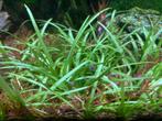 Aquarium planten, Ophalen, Nieuw, Plant(en), Steen of Hout