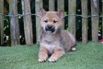 Prachtige shiba inu pups (ouders aanwezig), Dieren en Toebehoren, België, Overige rassen, CDV (hondenziekte), 8 tot 15 weken