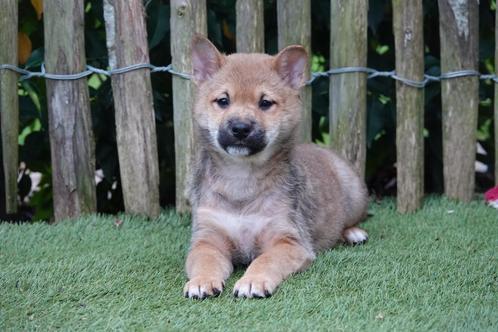 Prachtige shiba inu pups (ouders aanwezig), Dieren en Toebehoren, Honden | Poolhonden, Keeshonden en Oertypen, Meerdere dieren