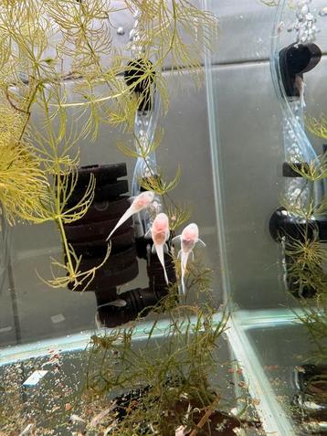 Ancistrus snow white babys beschikbaar voor biedingen