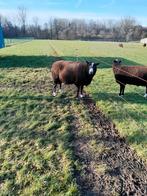 Ram zwartbles, Animaux & Accessoires, Moutons, Chèvres & Cochons, Mouton