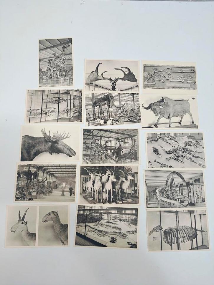 Lot 14 postkaarten KBIN Brussel – dino’s & fossielen 1930, Verzamelen, Postkaarten | België, Ongelopen, Ophalen of Verzenden